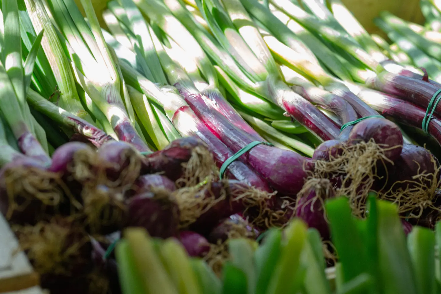 Direct producteurs 2