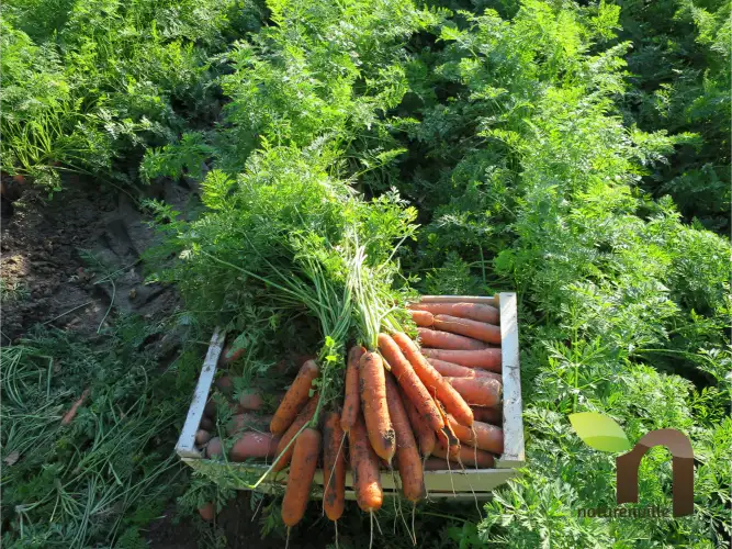 Direct producteurs 7